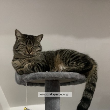Photo de chat perdu à Perigny Sur Yerres