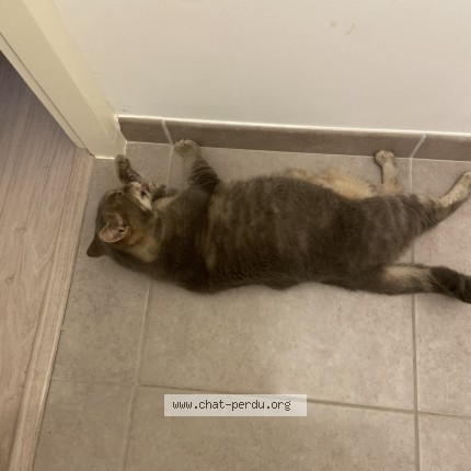Photo de chat perdu à Trelaze