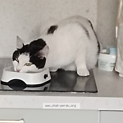 Photo de chat trouvé à Boulogne Billancourt