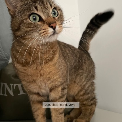 Photo de chat perdu à Saint Amand Les Eaux