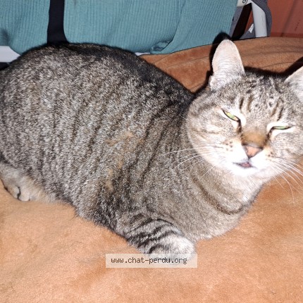 Photo de chat trouvé à Vannes