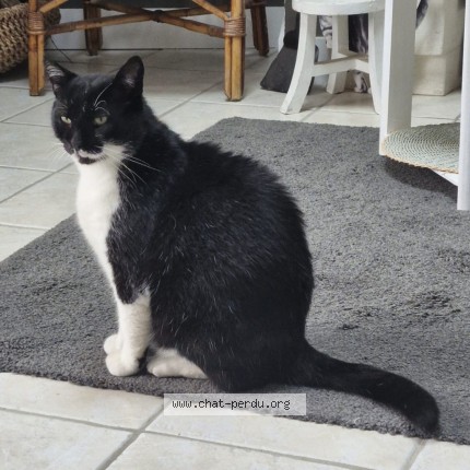 Photo 1/2 Albert Chat perdu à Bretigny Sur Orge