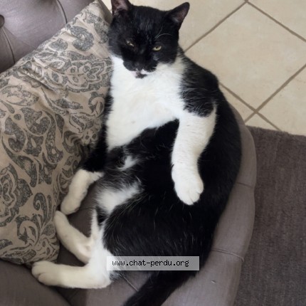 Photo 2/2 Albert Chat perdu à Bretigny Sur Orge
