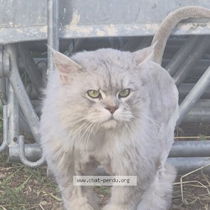 Photo 2/2 Chat retrouvé Trouvé à Montpellier