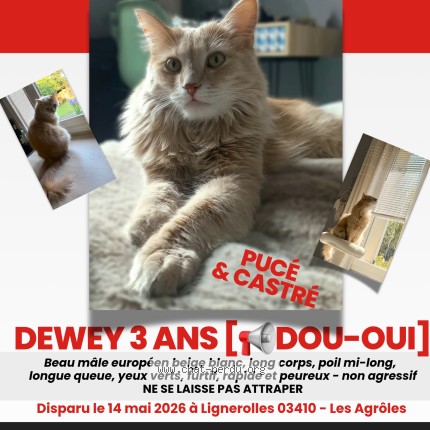 Photo de chat perdu à Lignerolles