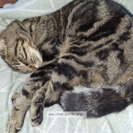 Photo de chat perdu à Ploemeur