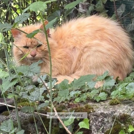Photo 1/1 Chat trouvé Trouvé à Sainte Colombe Des Bois