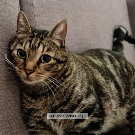 Photo de chat perdu à Fons Sur Lussan