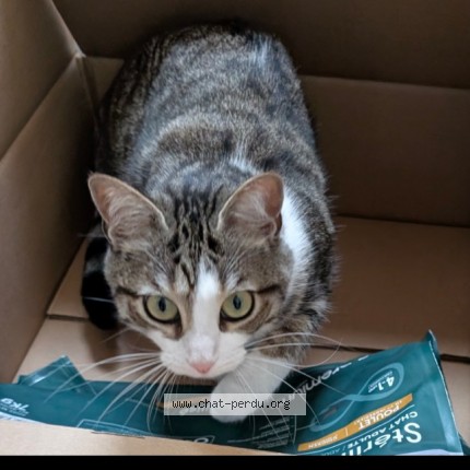 Photo de chat perdu à Le Mans