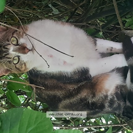 Photo 1/1 Chat trouvé Trouvé à Montcaret
