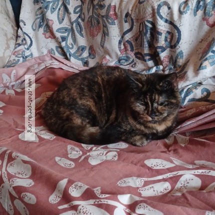 Photo de chat perdu à Caden