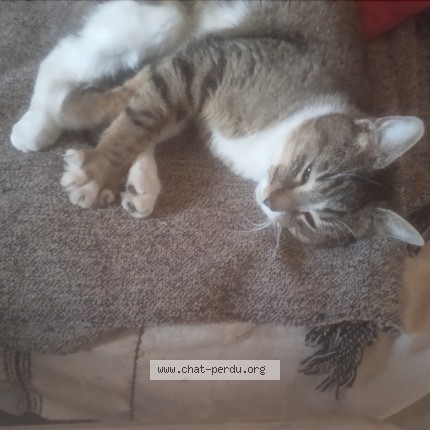 Photo de chat trouvé à Angers