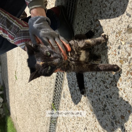 Photo 1/1 Chat trouvé Trouvé à Bouffemont