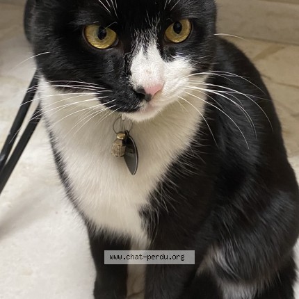 Photo de chat perdu à Perpignan