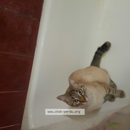 Photo de chat perdu à Plonevez Du Faou