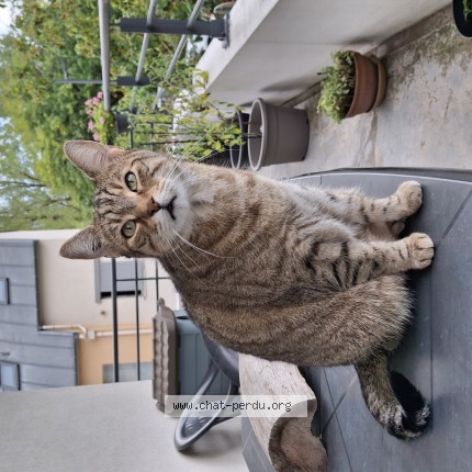 Photo 1/1 Cléo Chat perdu à Dijon