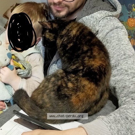 Photo de chat perdu à La Creche