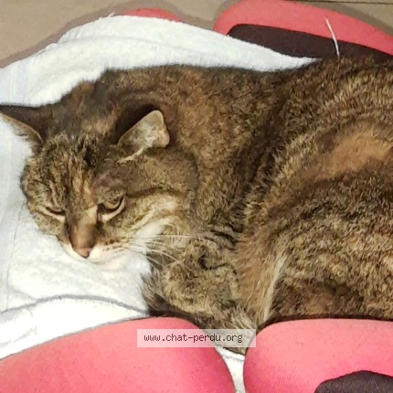 Photo de chat perdu à Hem