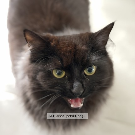 Photo de chat perdu à Goustranville