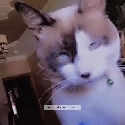 Photo de chat perdu à Bab Ezzouar