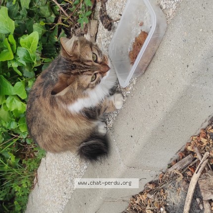 Photo de chat trouvé à Elancourt