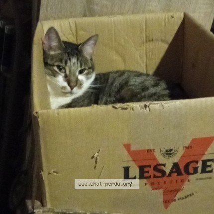 Photo 1/1 Tiago Chat perdu à Cosne Cours Sur Loire