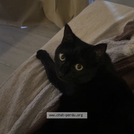 Photo de chat perdu à Montpellier