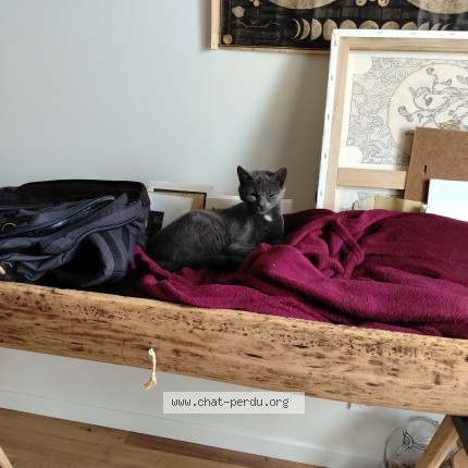 Photo de chat trouvé à Gevigney Et Mercey