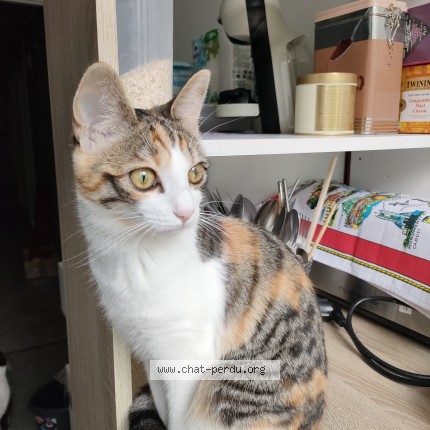Photo 1/1 Chat trouvé Trouvé à Ivry Sur Seine