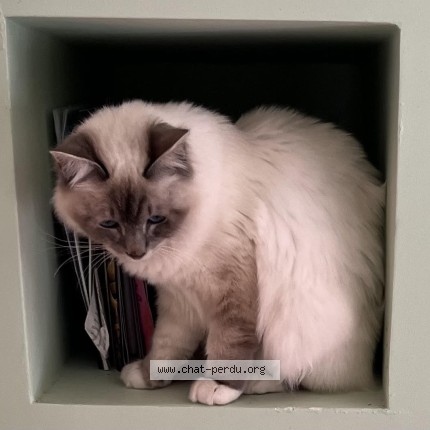 Photo de chat perdu à Coueron