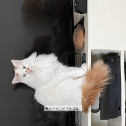 Photo 1/1 Limpi Chat perdu à Linxe