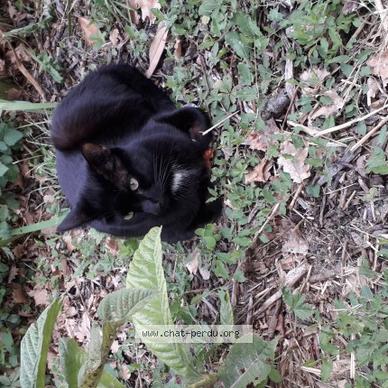 Photo 1/1 Chat trouvé Trouvé à Revel