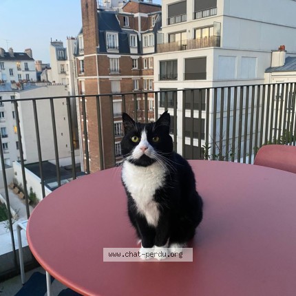 Photo 1/1 Moustache Chat perdu à Paris