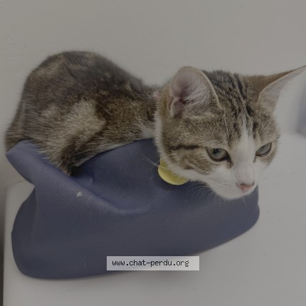 Photo de chat perdu à Joinville Le Pont