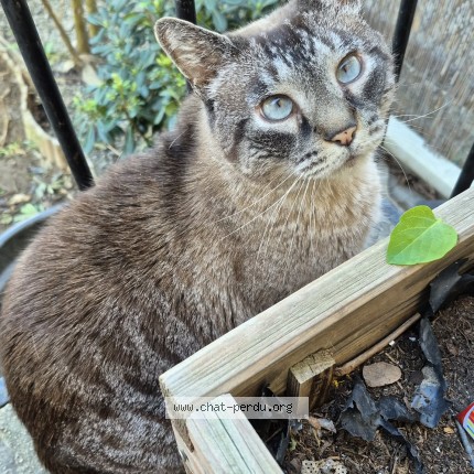 Photo de chat perdu à Le Soler