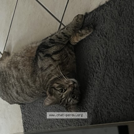 Photo de chat perdu à Toul