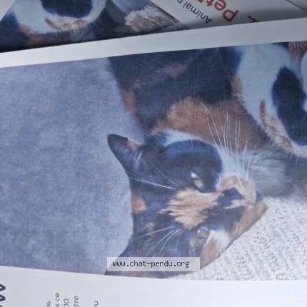 Photo de chat perdu à Champigneulles