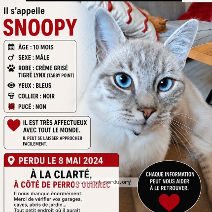 Photo de chat perdu à Perros Guirec