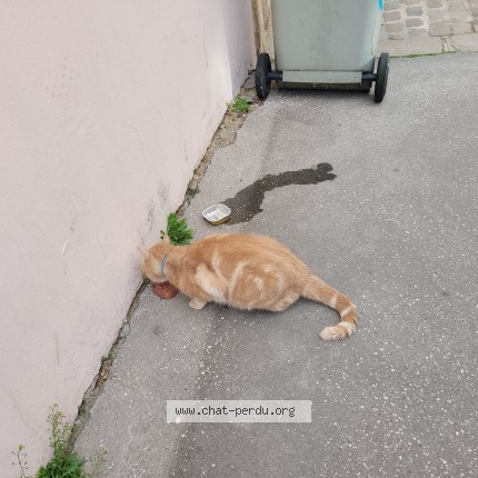 Photo de chat trouvé à Dijon