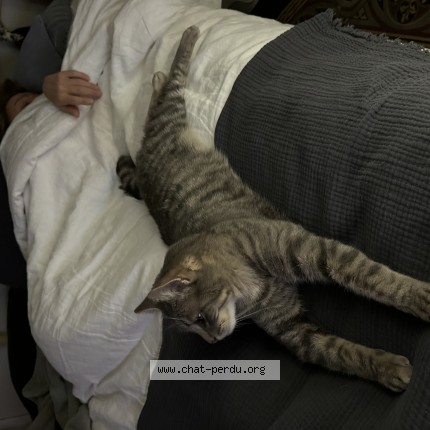 Photo de chat perdu à Conde Sur Escaut