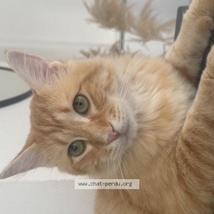 Photo de chat perdu à Auterive