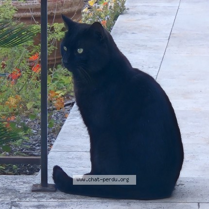 Photo de chat trouvé à Nice