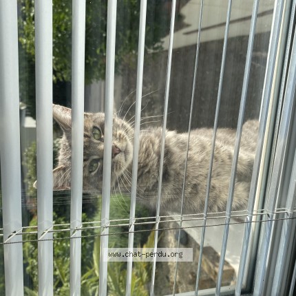 Photo de chat trouvé à Sauvigny Les Bois