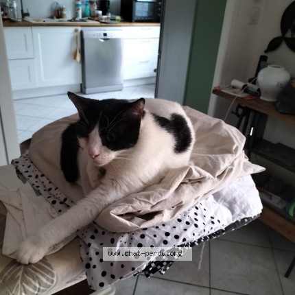 Photo 1/1 pitoulet Chat perdu à Lunel