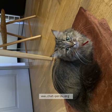 Photo 1/1 Chat trouvé Trouvé à Lyon