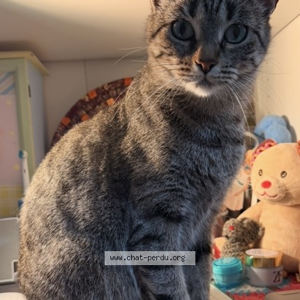 Photo de chat perdu à Valence