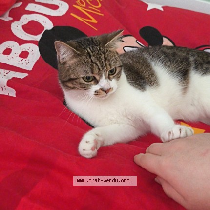 Photo 1/1 coco Chat perdu à Ruisbroek