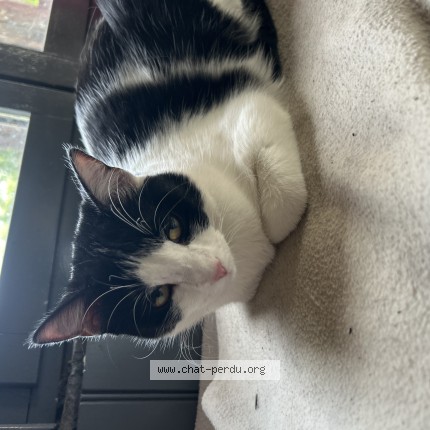Photo de chat perdu à Aze
