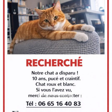 Photo 1/1 marley Chat perdu à Nancy