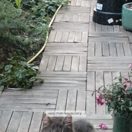Photo 1/1 Chat trouvé Trouvé à Venissieux